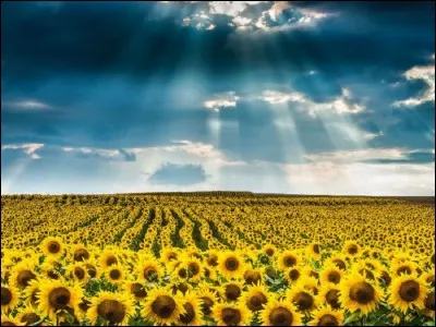 Qui chante 'Les Tournesols' ?