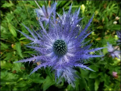 De quel pays le chardon est-il l'emblème ?