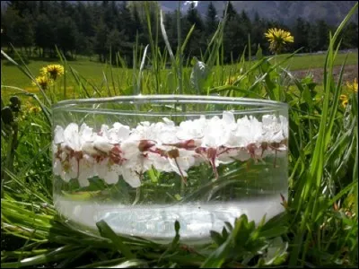 Quel est le nom des elixirs floraux, censés être bénéfiques pour la santé et le psychisme ?