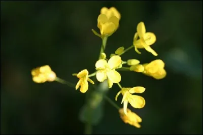 Qui est l'auteur du roman policier 'Fleur de nave vinaigrette' ?