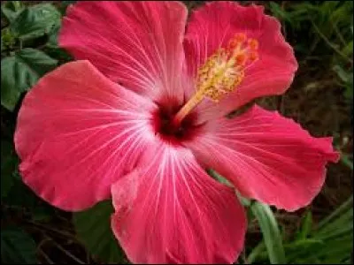 À quelle famille l'hibiscus appartient-il ?