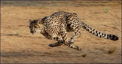 En combien de secondes le guépard passe-t-il de 0 à 100 km/h ?