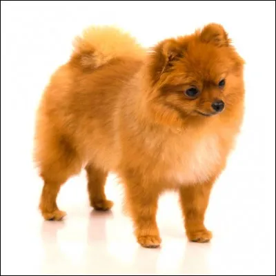 Aimes-tu les animaux ?