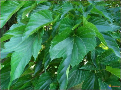 Quel est le facteur de tropisme positif chez les feuilles ?