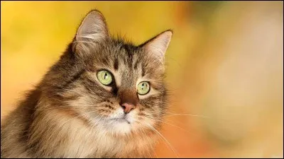 Quel sera le nom de guerrier du personnage principal ?