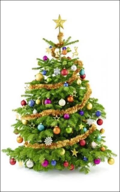 Dans la forêt, les sapins n'ont pas de guirlandes. [...] est bien décoré pour Noël.