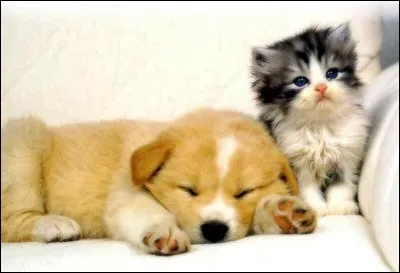 Le chaton est réveillé. [...] au petit chien, il dort bien.