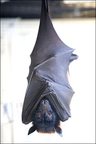 La chauve-souris est le seul mammifre qui vole.
