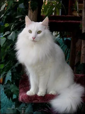 La laine angora provient du chat.