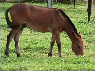 Le mulet est l'animal qu'on obtient en croisant un cheval et une nesse.