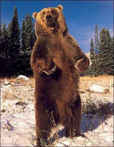 Les ours bruns vivent en groupe.