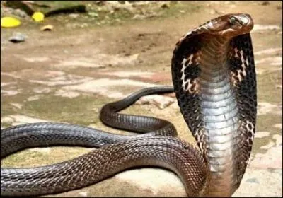On appelle aussi le cobra 'serpent  lunettes' ?