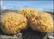 Les ponges sont des animaux.