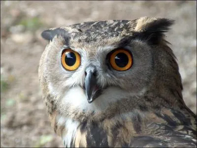 Le grand duc est le plus grand des hiboux.