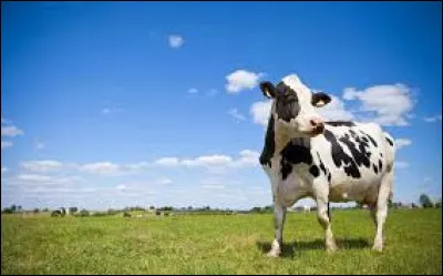 (Attention, d'autres homonymes de les ont &eacute;t&eacute; rajout&eacute;s !)Final Boss : ... ... de ma ferme ont vu le ... de ma vache qui ... a servi avec abondance. Et pour ce qui est d'abondance, &ccedil;a ... ! Elle ... arrosa tellement qu'un cochon tr&egrave;s ... ... a vus et a accouru boire le ... avec les ... .