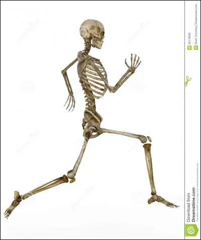 Niveau 1 : -Tu penses que Tom est humain ?-Oui, il ... !