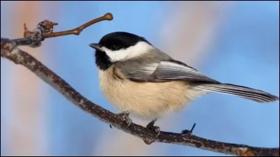 Niveau 1 : ... oiseaux chantent !