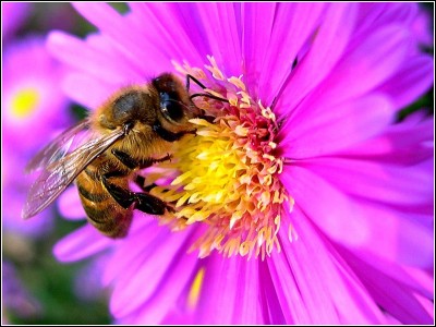 Comment les fleurs attirent-elles les abeilles et les insectes ?