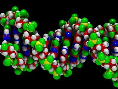 L'ADN est l'empreinte génétique.