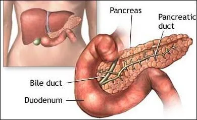 C'est le pancras qui scrte l'insuline.