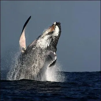 La baleine bleue est le plus gros animal ayant jamais vcu.
