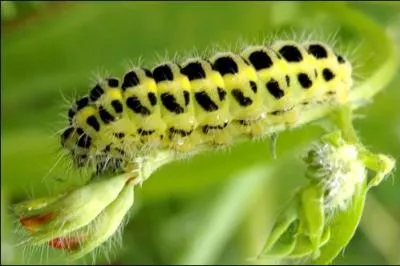 Les chenilles n'ont pas de pattes.