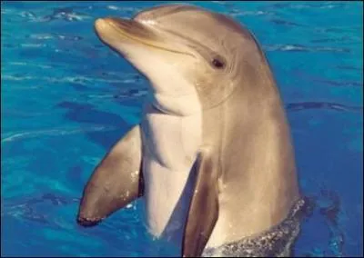 Certains dauphins vivent en eau douce.