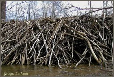 Certaines digues construites par les castors peuvent perdurer plus de 1 000 ans.