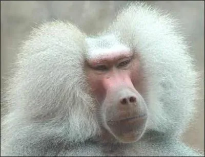 Le babouin vit en Amrique du Sud.