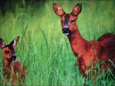 La chevrette est la femelle du chevreuil.
