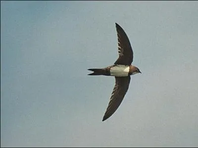 Certains oiseaux dorment en volant.