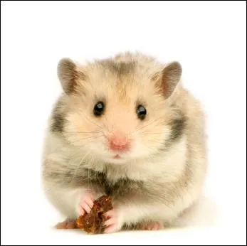 Le hamster transporte ses provisions sur son dos.