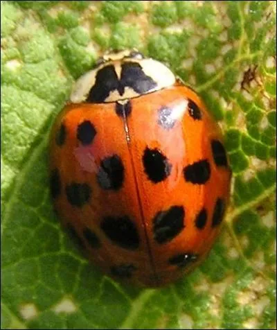 Une coccinelle ne vit que douze mois en moyenne.