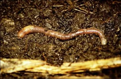 Les vers de terre sortent de terre aprs de grosses pluies pour ne pas mourir noys.