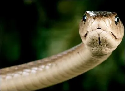 Le mamba est le plus gros serpent venimeux d'Afrique.