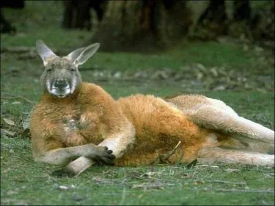 Le kangourou est l'animal le plus nuisible d'Australie.
