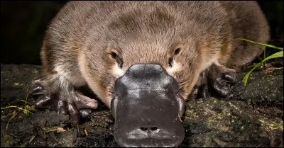 Le mammifère ovipare à bec de canard, à pattes palmées et à queue plate qui vit en Australie et en Tasmanie est ...