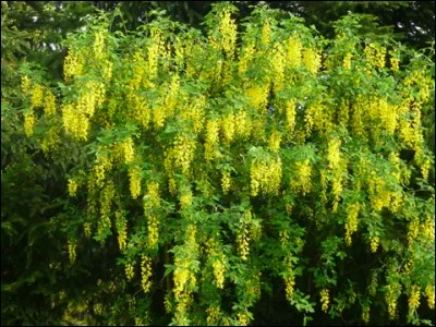 L'arbuste ornemental à grappes de fleurs jaunes voisin de l'acacia est le ...