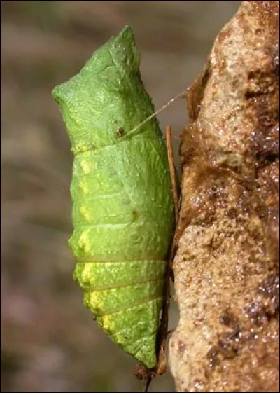La nymphe des lépidoptères entre le stade chenille et le stade papillon est la ...