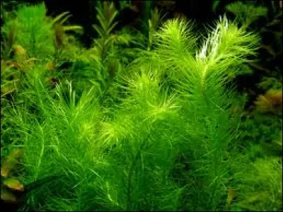 L'herbe aquatique utilisée pour la décoration des aquariums est le ...