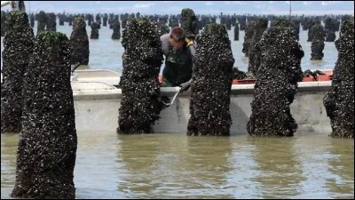 L'élevage des moules est la ...