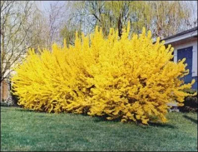 L'arbrisseau originaire d'Asie à fleurs jaunes décoratives très précoces est le ...