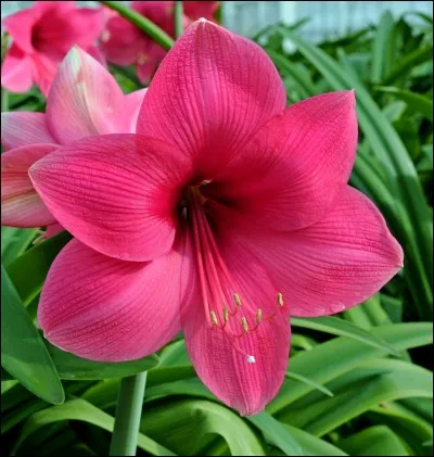 La plante bulbeuse originaire d'Afrique du Sud à grandes fleurs éclatantes et odorantes est ...