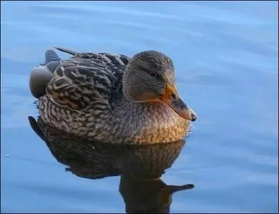 Certains canards vivent en mer.