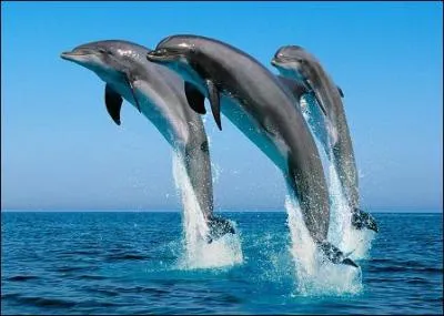 Les dauphins vivent en troupe.