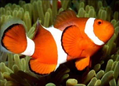 Chez certains poissons, les oeufs sont incubés dans la bouche.