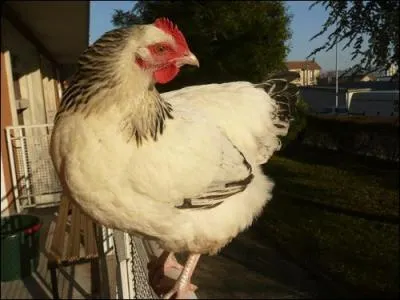 La poule est l'oiseau qui pond le plus grand nombre d'oeufs par an.