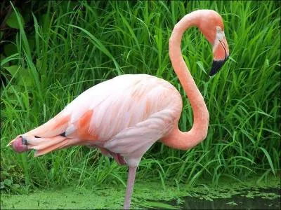 Les flamands roses sont roses à cause des toxines présentes dans l'eau où ils vivent.
