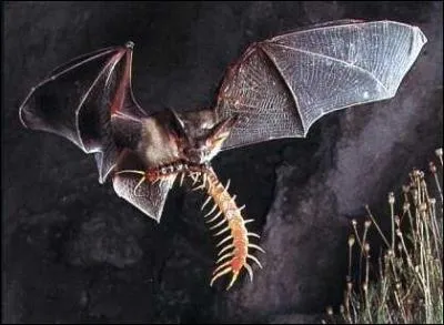 Les chauve-souris peuvent voir leurs proies la nuit.