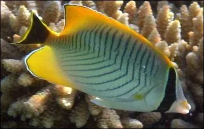 Les poissons possèdent le sens de l'odorat.